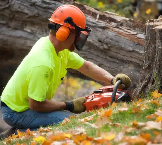 tree services Chaparral